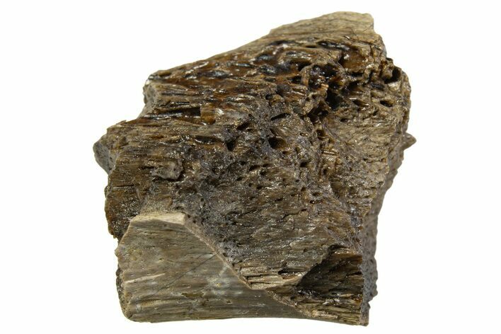 Fossil Tyrannosaur (T rex) Bone Section - Wyoming #313943